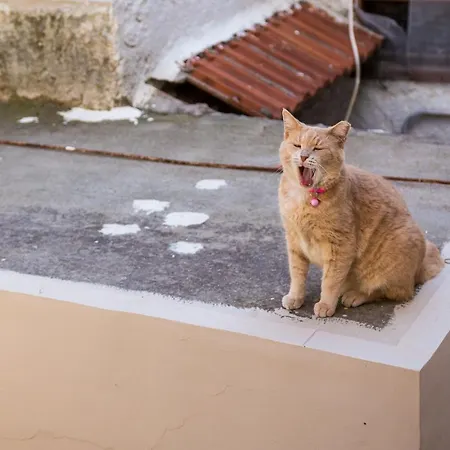 Casa Plumeria Of Old Town Rhodes Lejlighed *